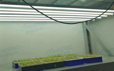 UV紫外線照射實驗：植物如何應(yīng)對自然環(huán)境中的紫外線威脅？